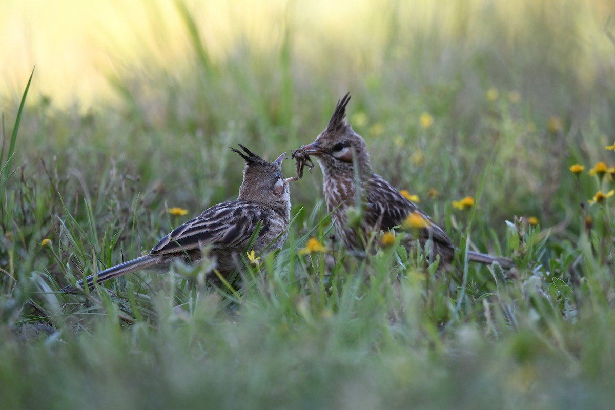 Lark-like Brushrunner - ML627158132