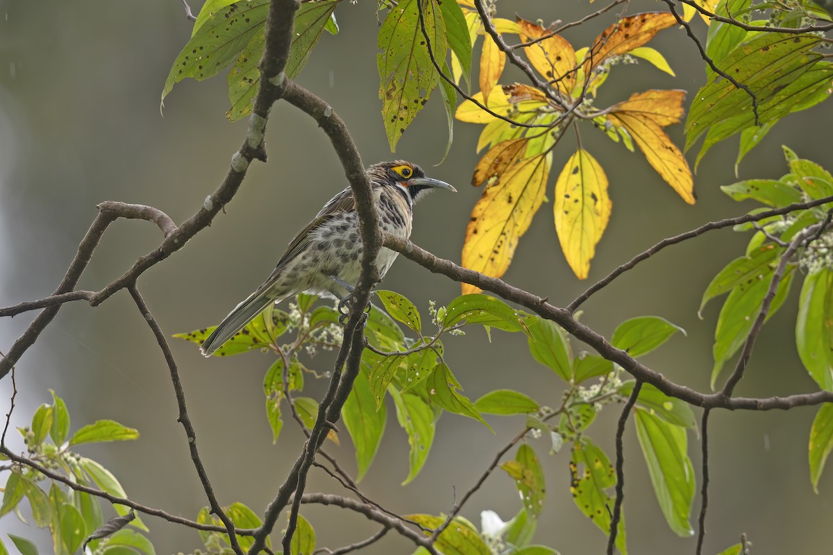 Ornate Melidectes - ML627158173