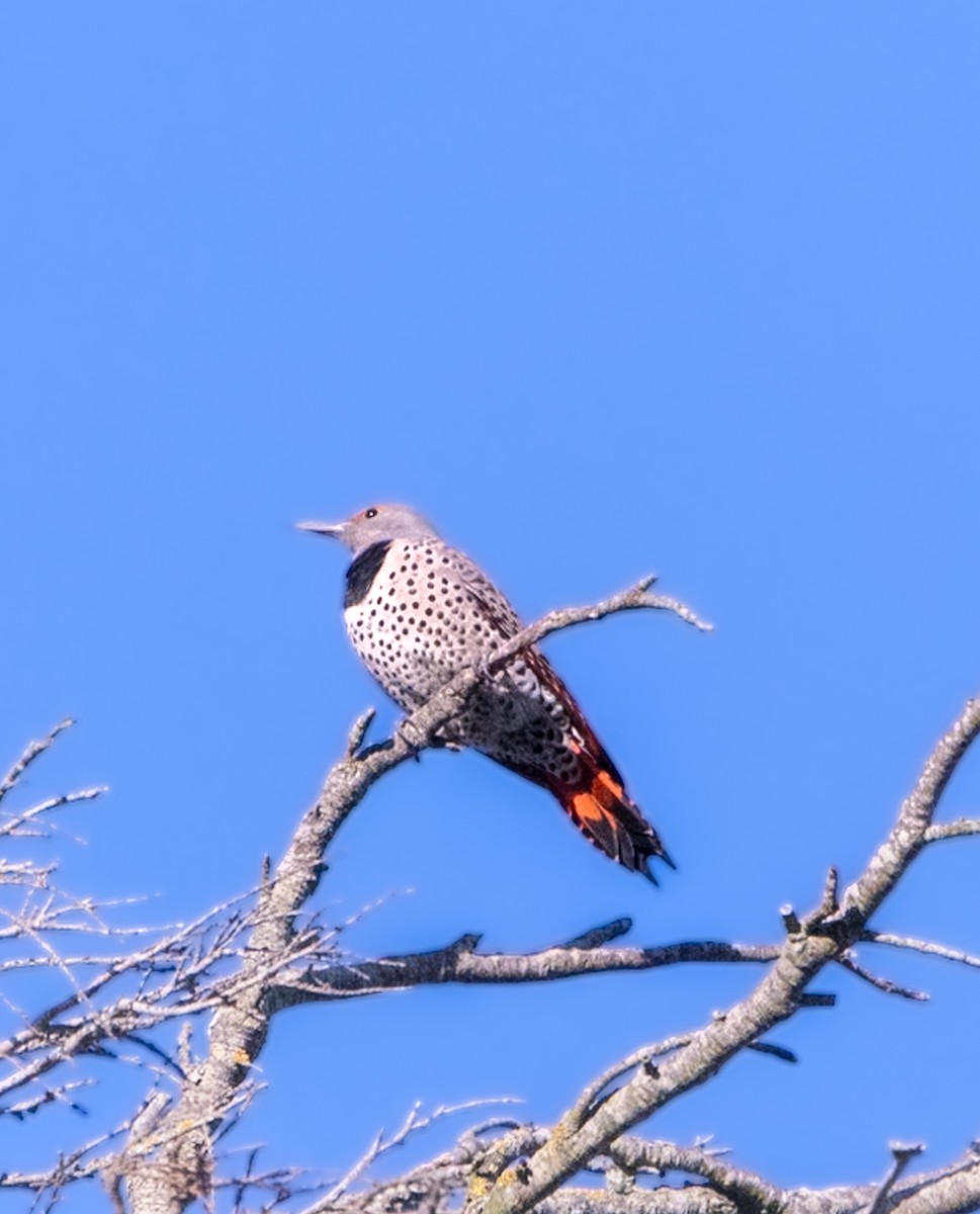 Northern Flicker - ML627158177