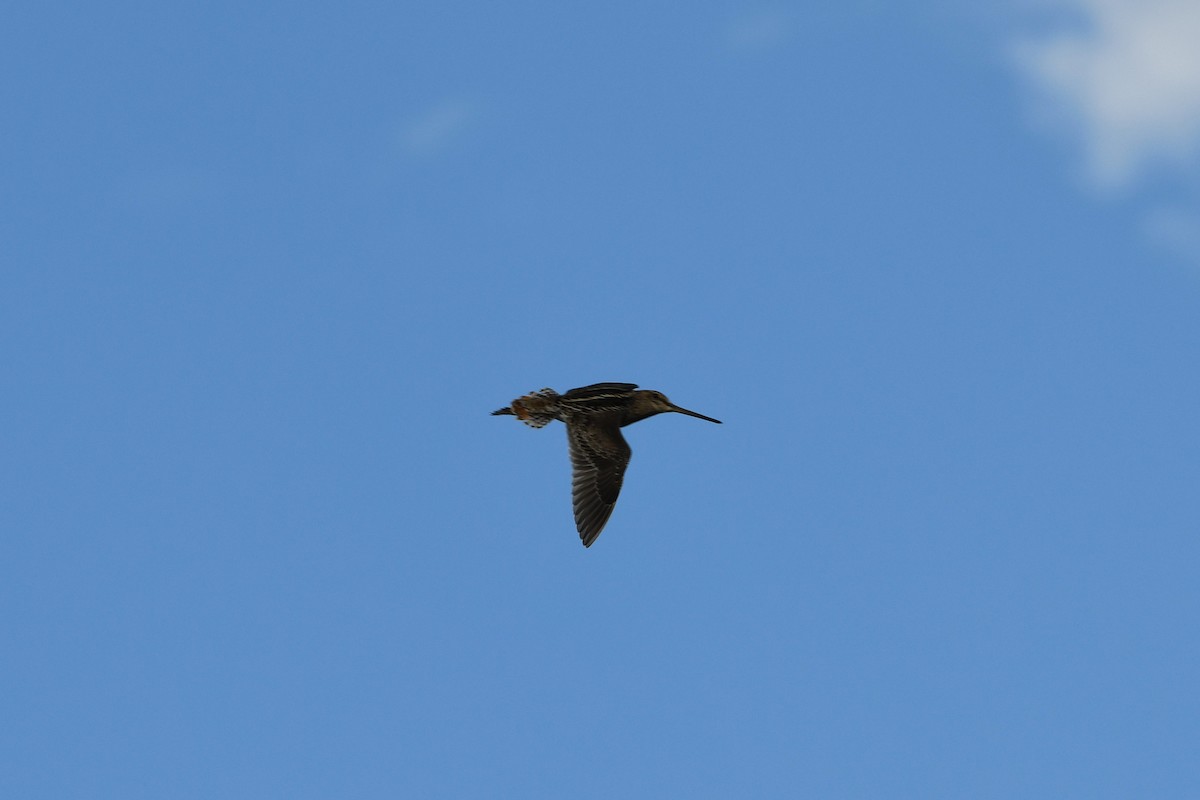 Pantanal Snipe - ML627158204