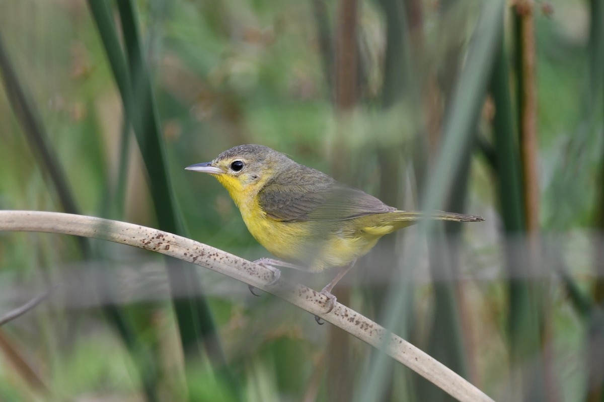 Southern Yellowthroat - ML627158218