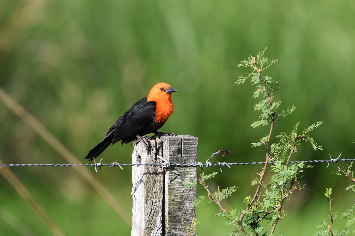 Scarlet-headed Blackbird - ML627158220