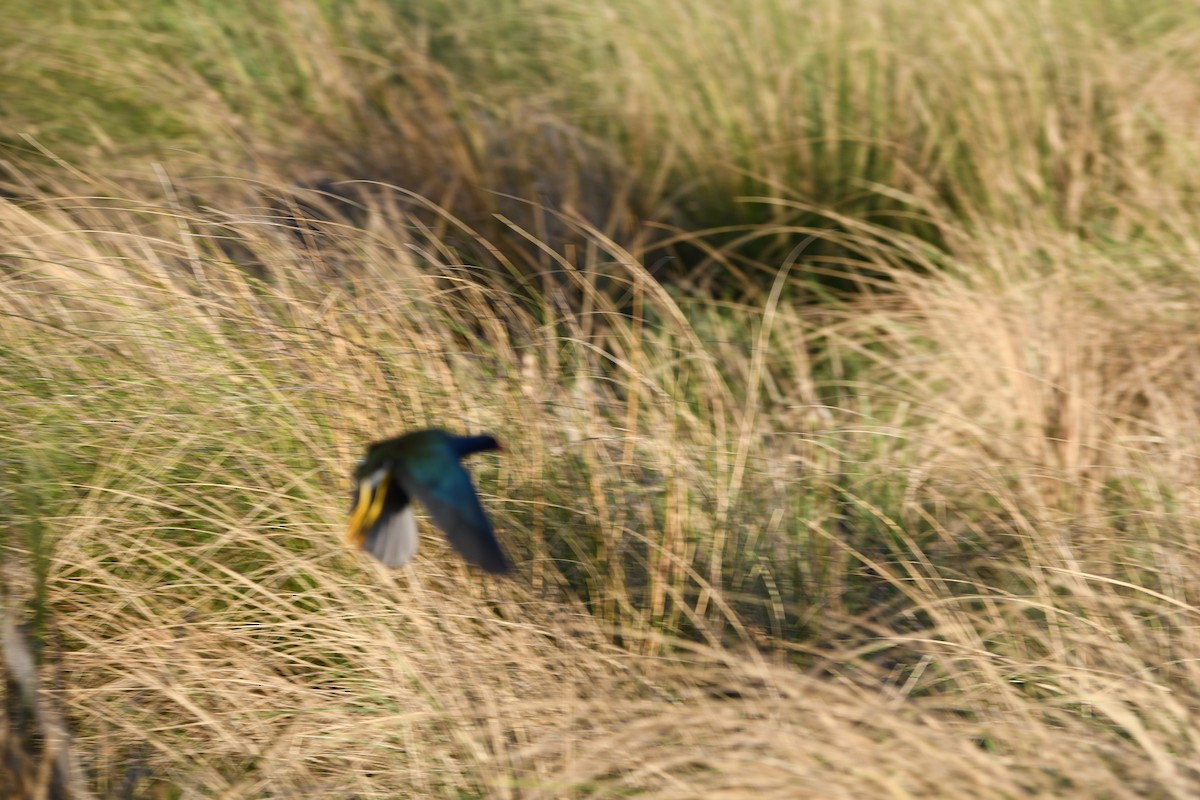 Purple Gallinule - ML627158271