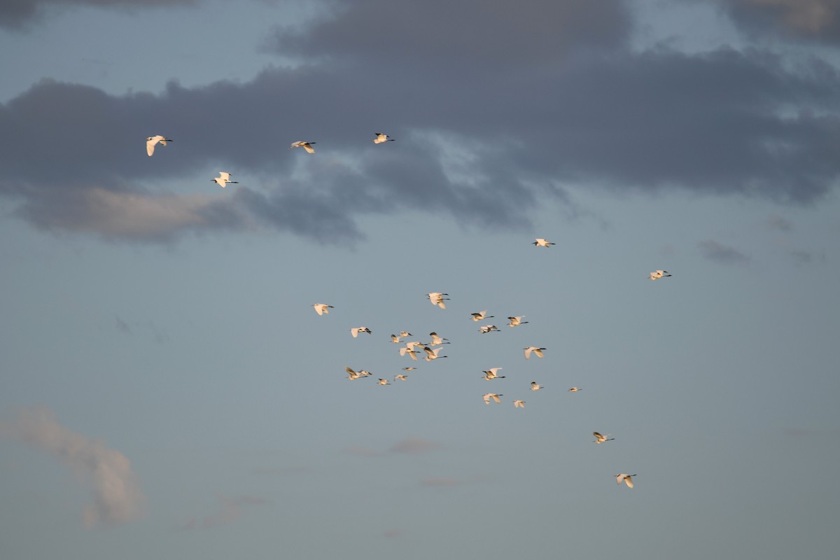 Great Egret - ML627158312