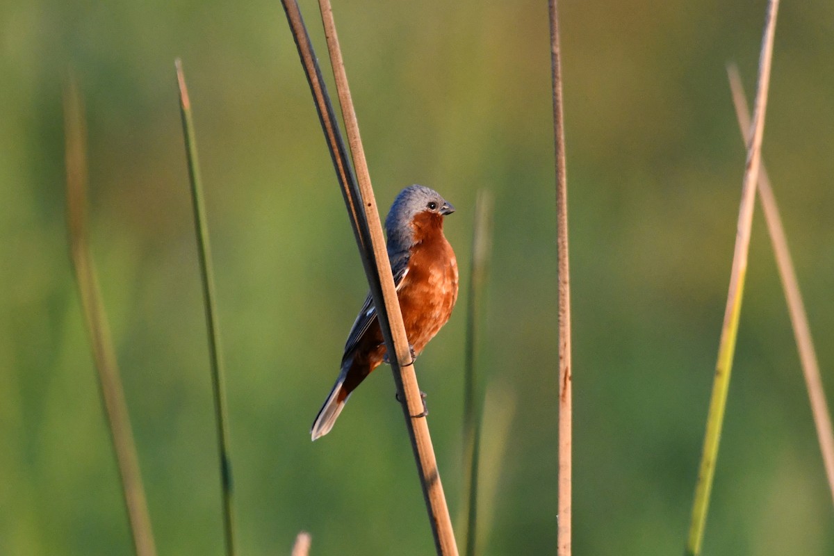 Rufous-rumped Seedeater - ML627158330