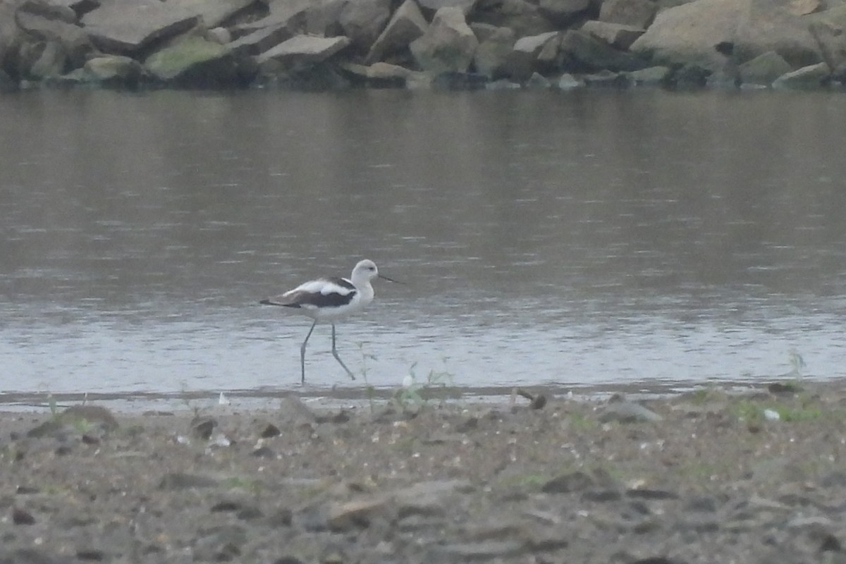 Avocette d'Amérique - ML627158342