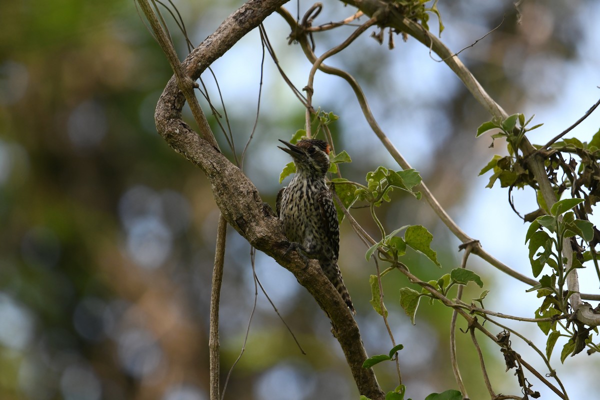 Checkered Woodpecker - ML627158365