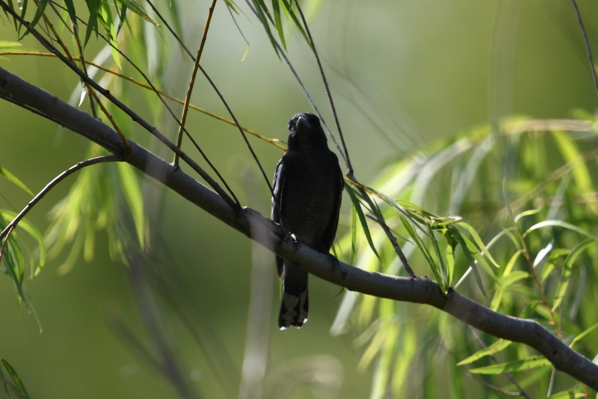 White-winged Becard - ML627158373