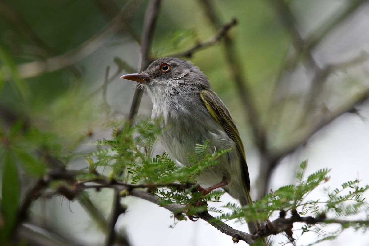 Pearly-vented Tody-Tyrant - ML627158375