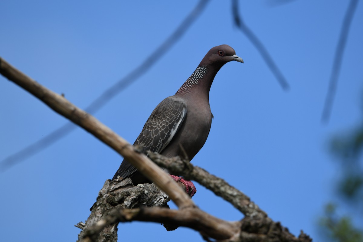 Picazuro Pigeon - ML627158395