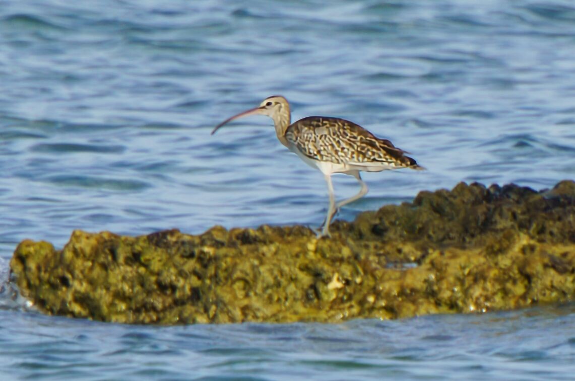 Whimbrel/Eurasian Curlew - ML627158423