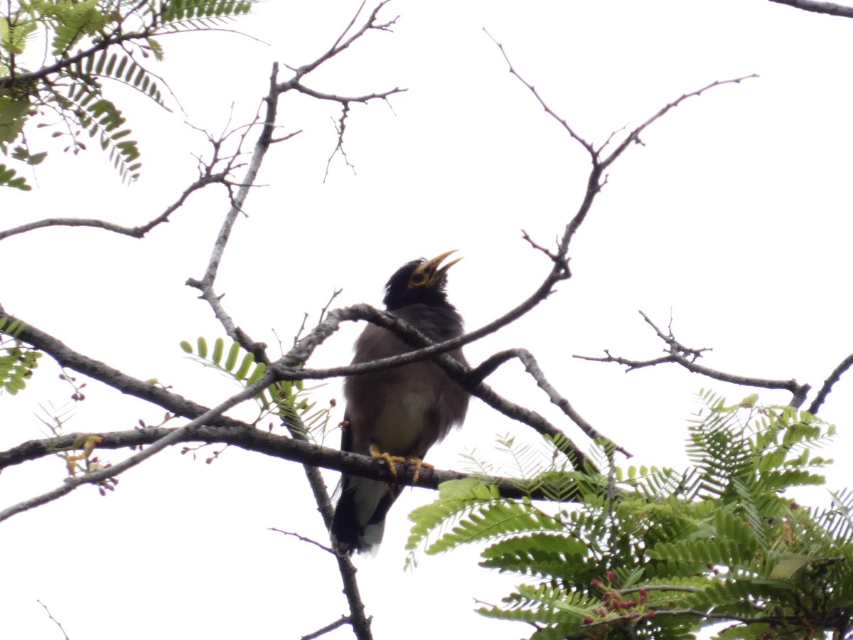 Common Myna - ML627158447