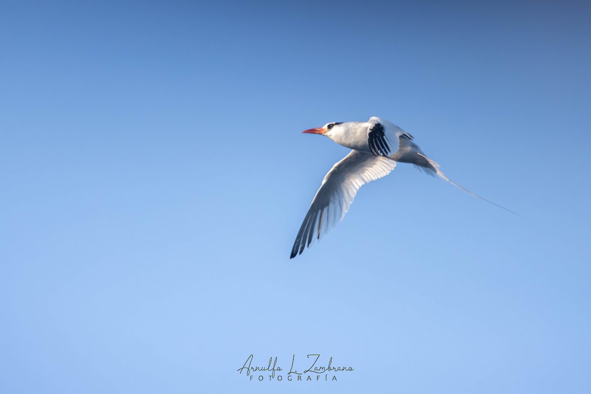 Red-billed Tropicbird - ML627158477