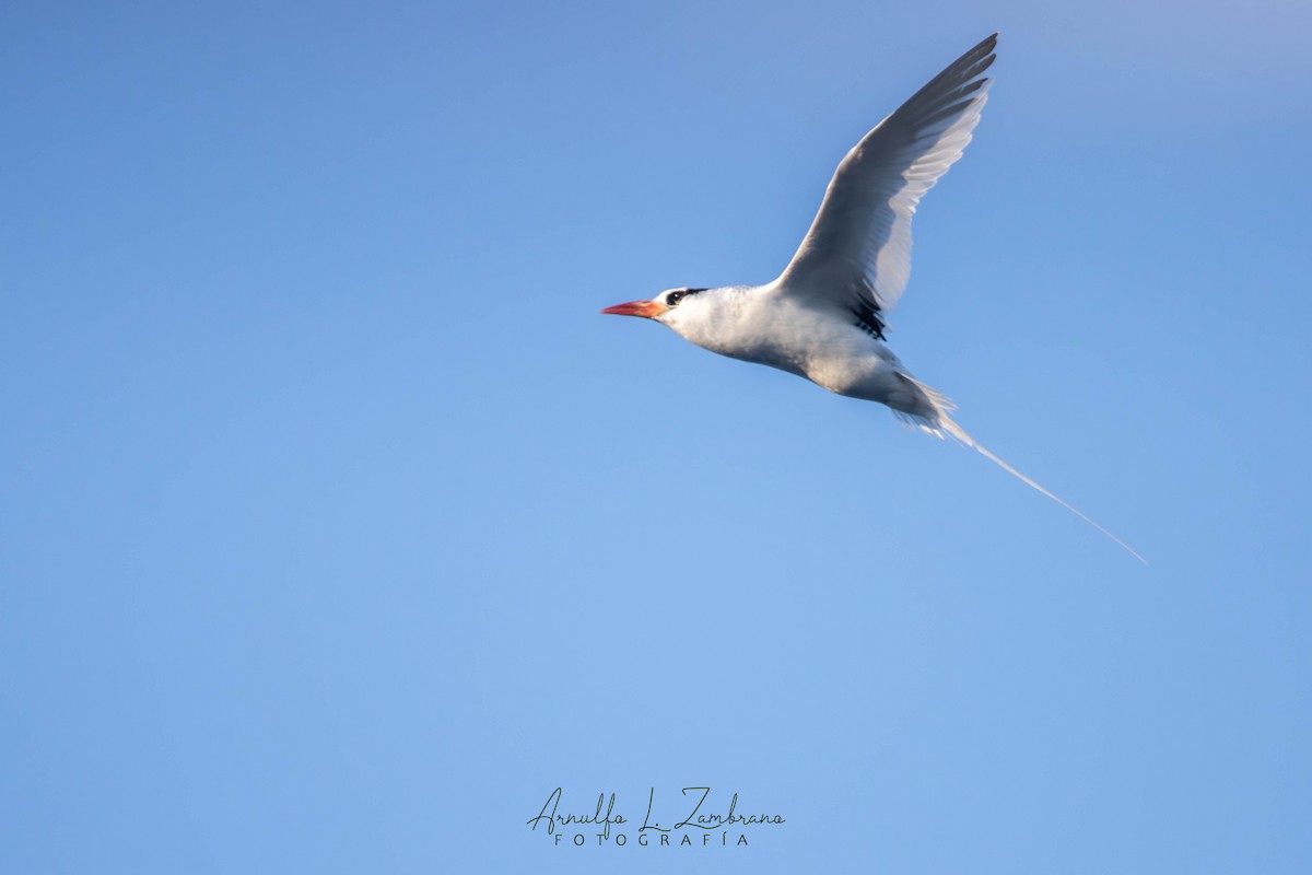 Red-billed Tropicbird - ML627158478