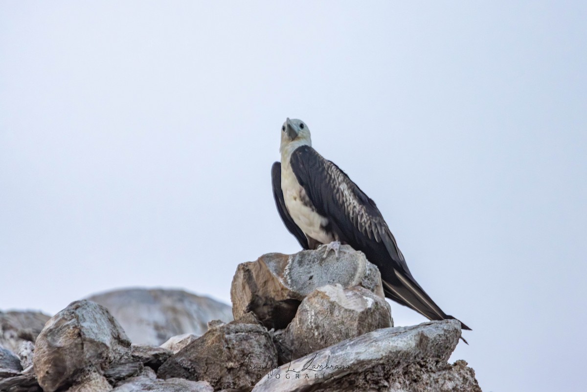 Magnificent Frigatebird - ML627158487