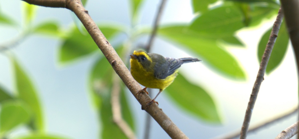 Yellow-bellied Fairy-Fantail - ML627158496