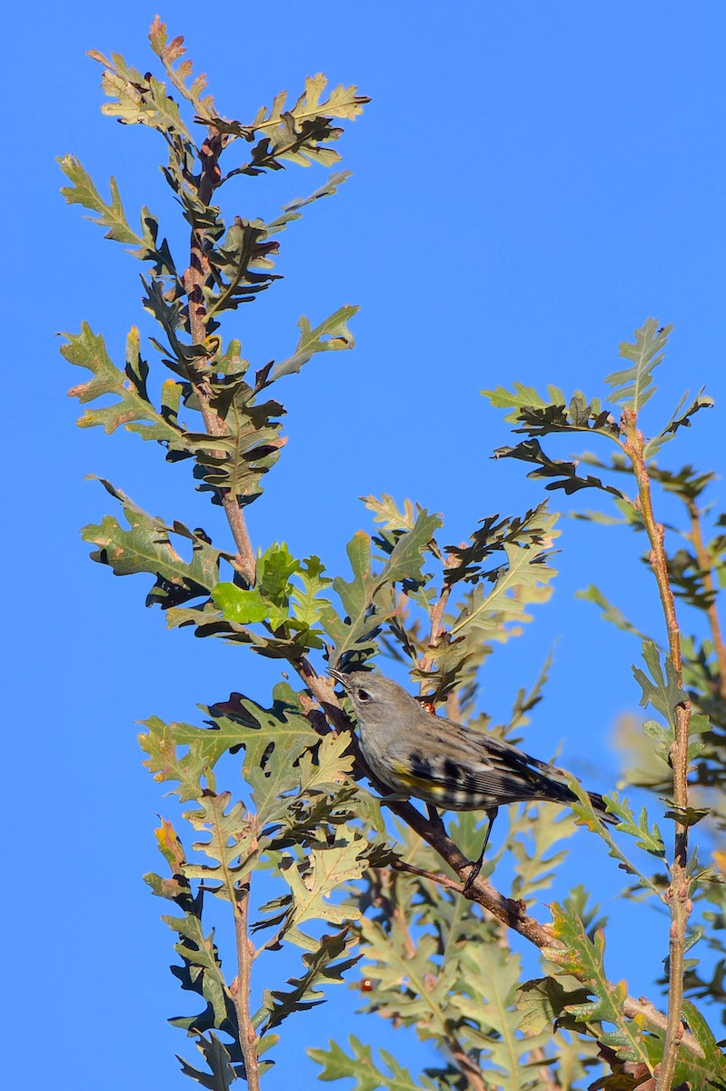 Yellow-rumped Warbler - ML627158515