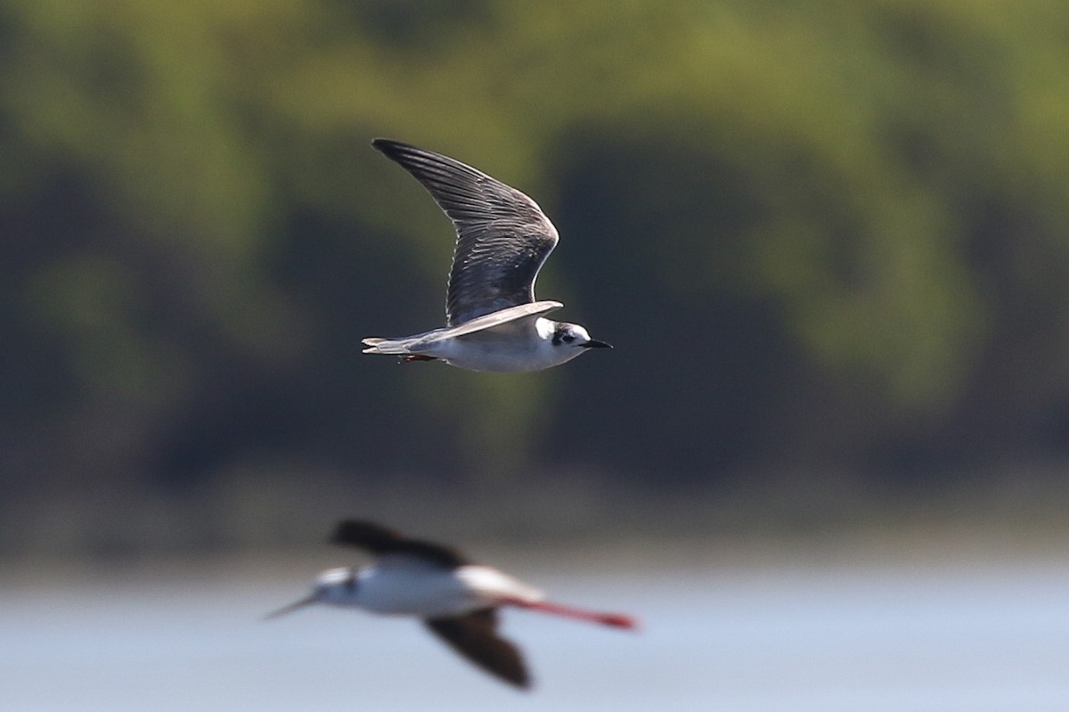 White-winged Tern - ML627158575