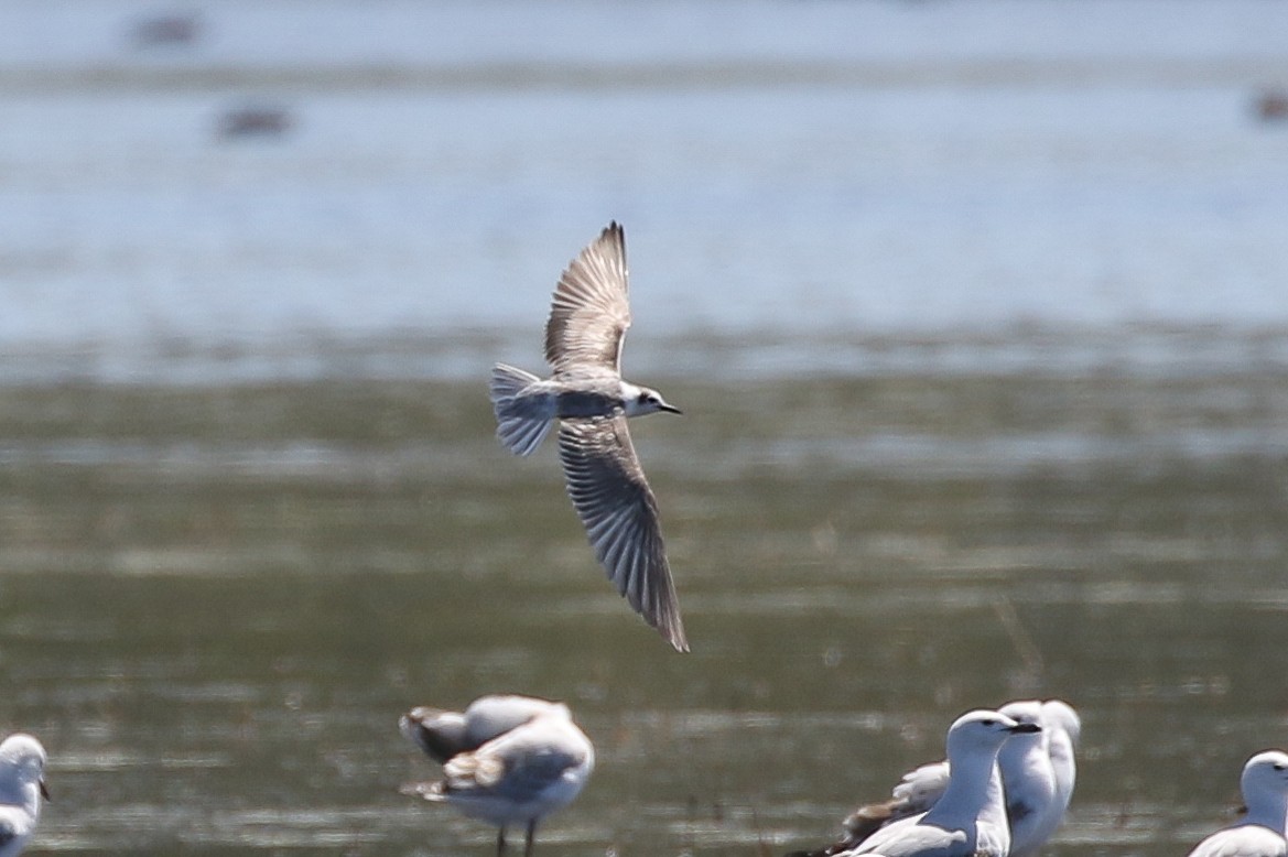 White-winged Tern - ML627158576