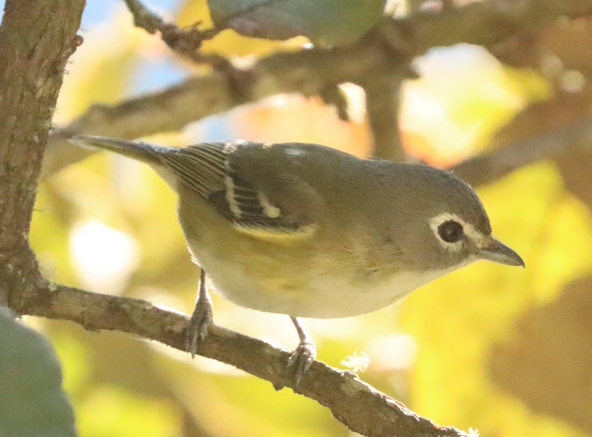 Plumbeous Vireo (Central American) - ML627158589