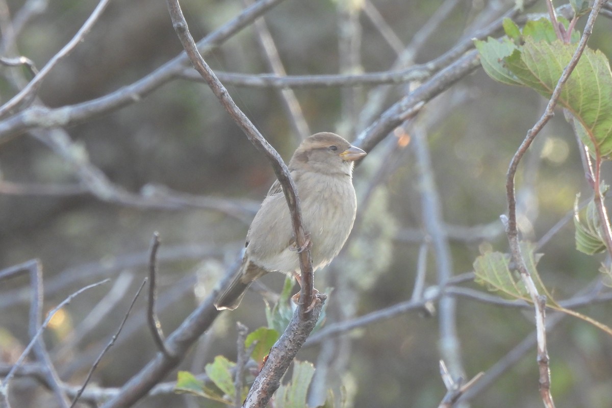 House Sparrow - Anonymous