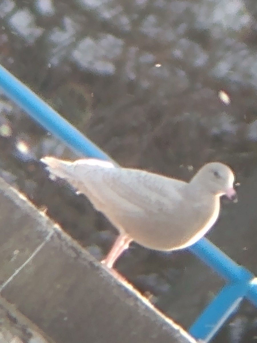 Glaucous Gull - ML627158795