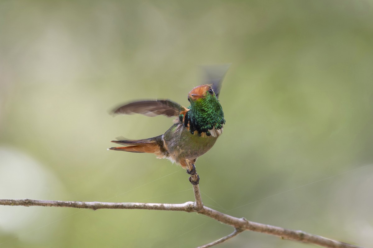 Rufous-crested Coquette - ML627158908