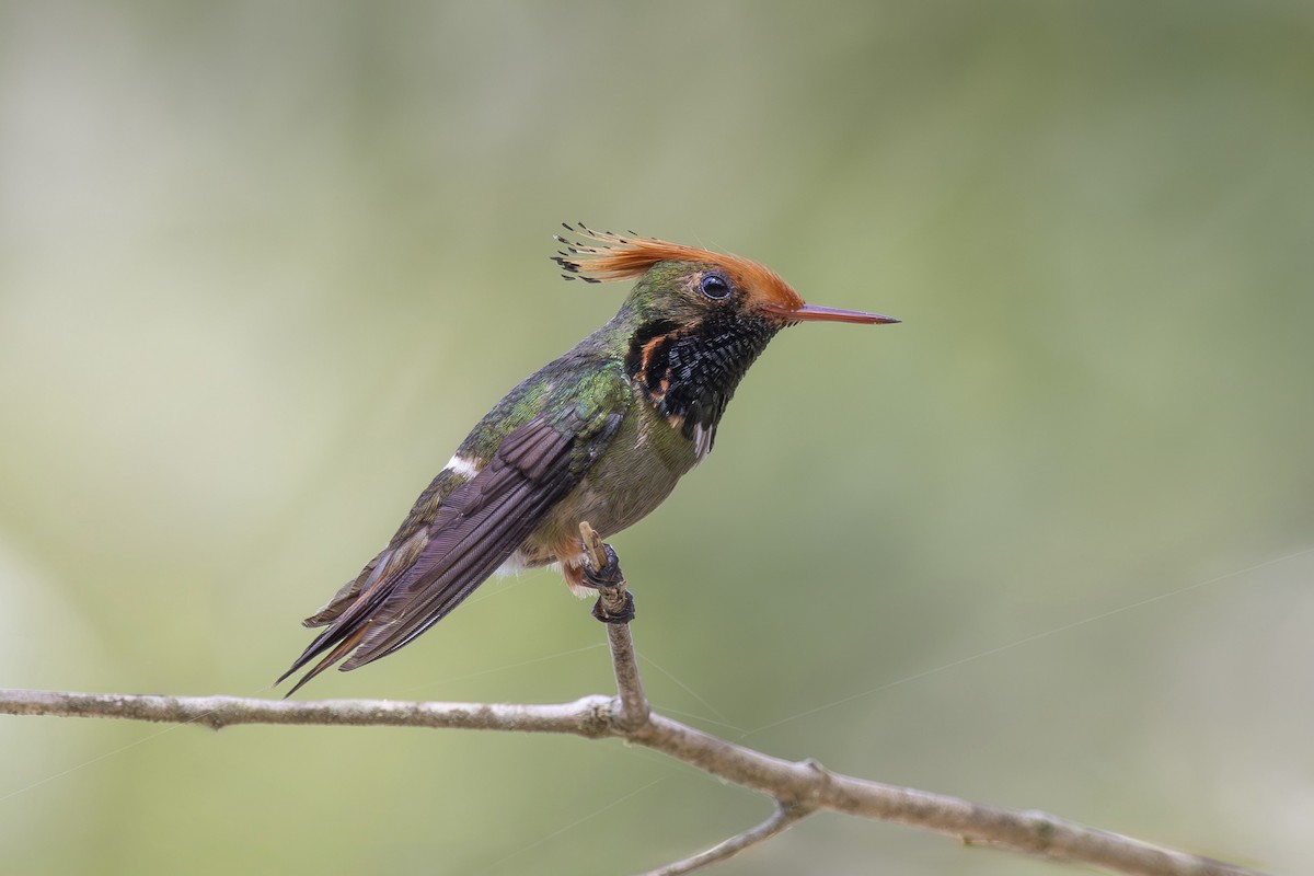 Rufous-crested Coquette - ML627158909