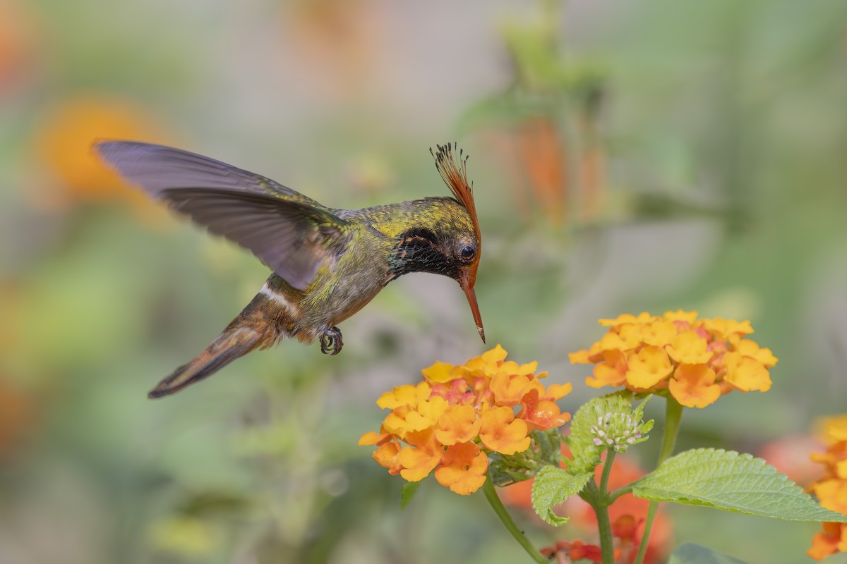 Rufous-crested Coquette - ML627158910