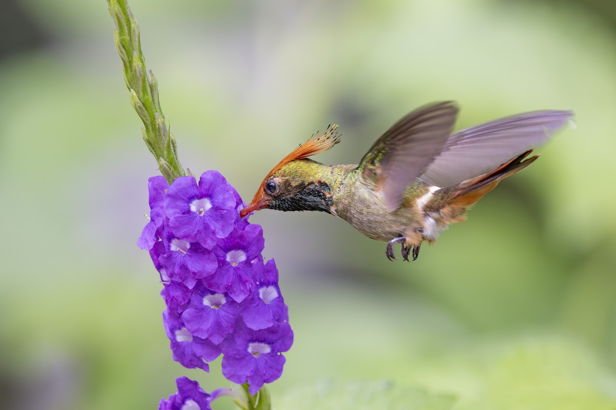 Rufous-crested Coquette - ML627158911