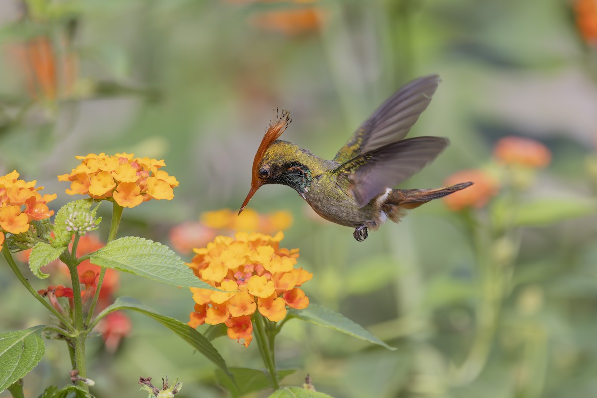 Rufous-crested Coquette - ML627158912