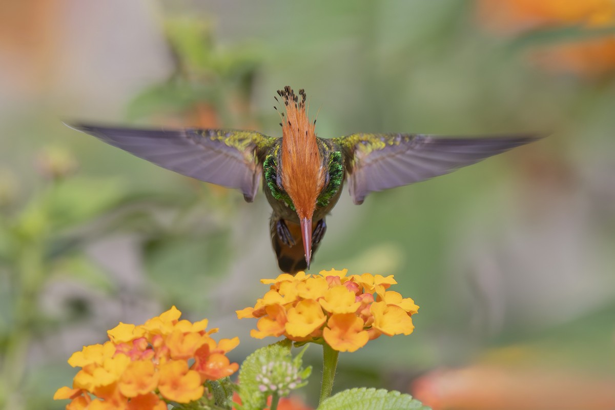 Rufous-crested Coquette - ML627158913