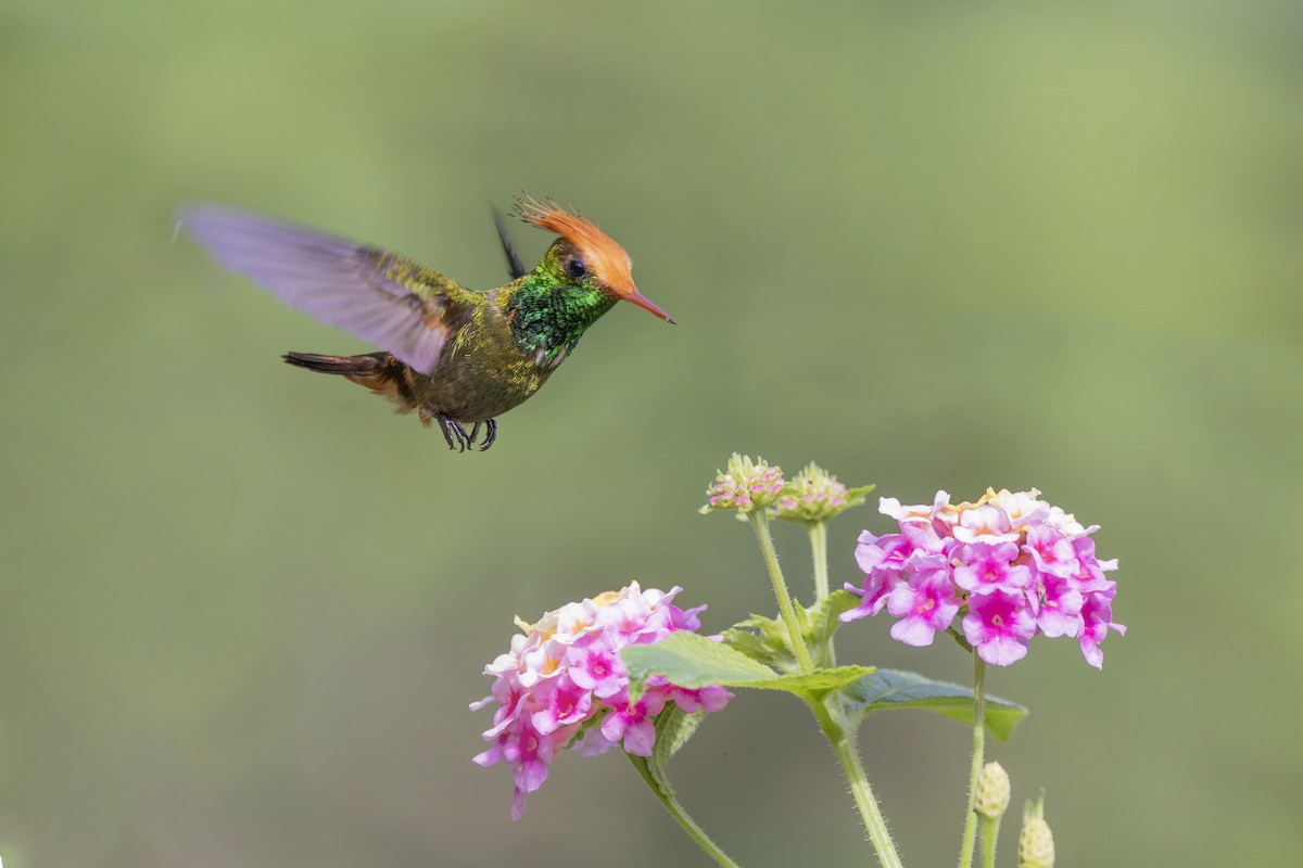 Rufous-crested Coquette - ML627158914