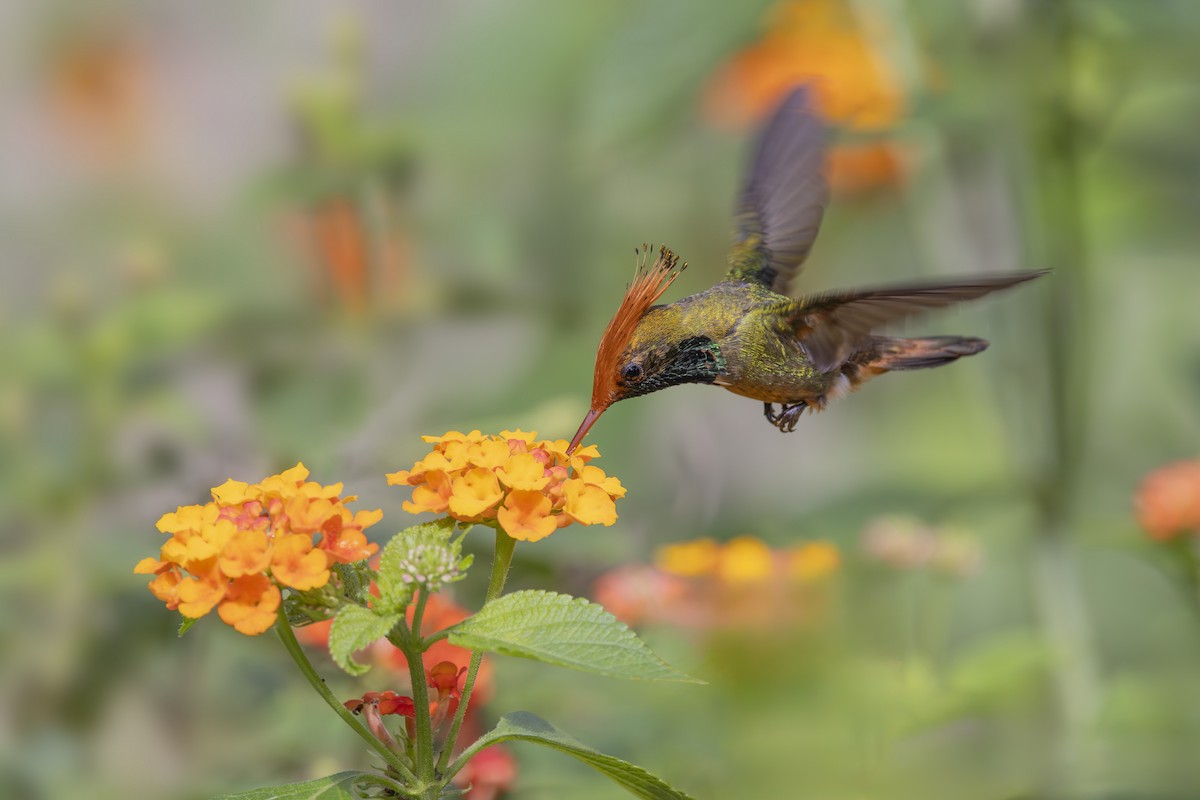 Rufous-crested Coquette - ML627158915