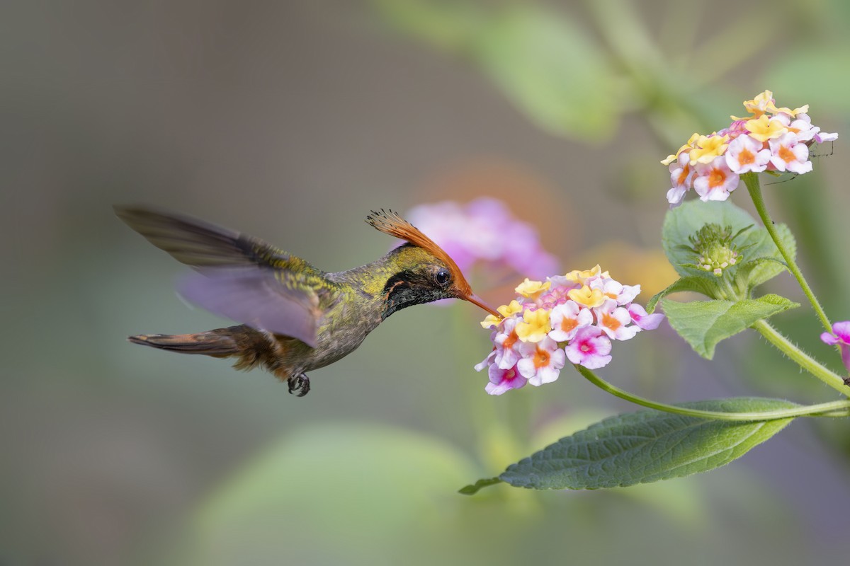 Rufous-crested Coquette - ML627158916