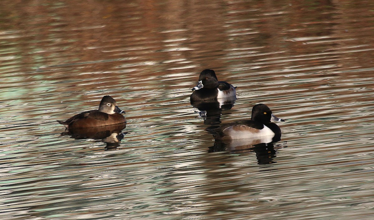 Ring-necked Duck - ML627158968