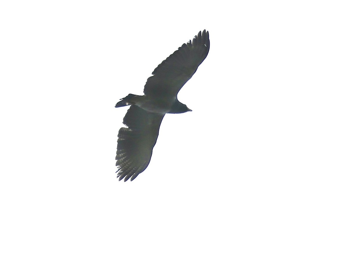 Barred Hawk - ML627159038