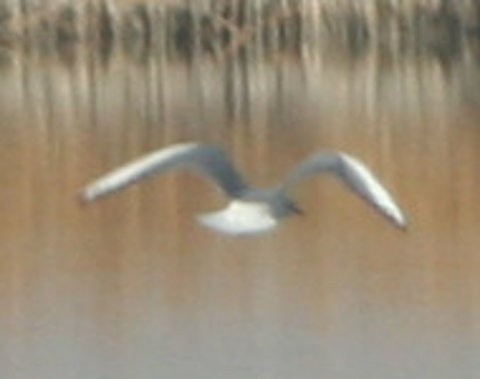 Bonaparte's Gull - ML627159101