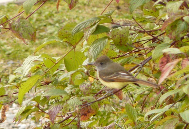 Great Crested Flycatcher - ML627159110