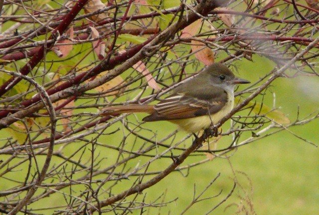 Great Crested Flycatcher - ML627159111