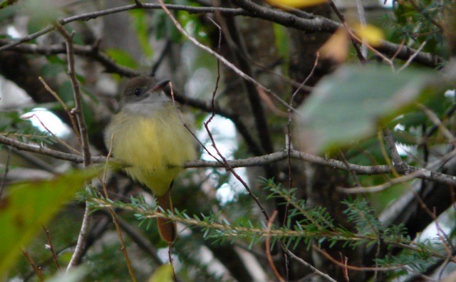 Great Crested Flycatcher - ML627159112
