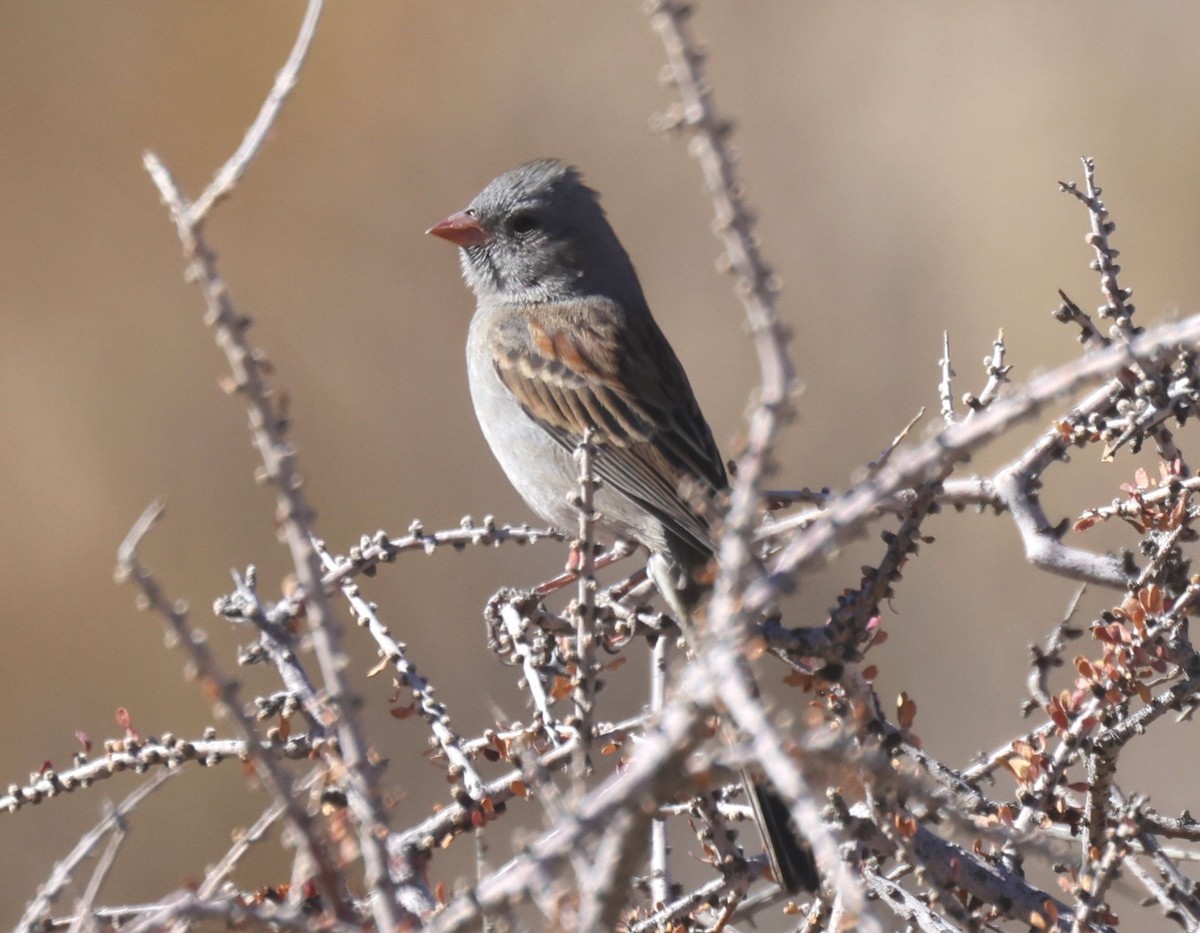 Black-chinned Sparrow - ML627159250