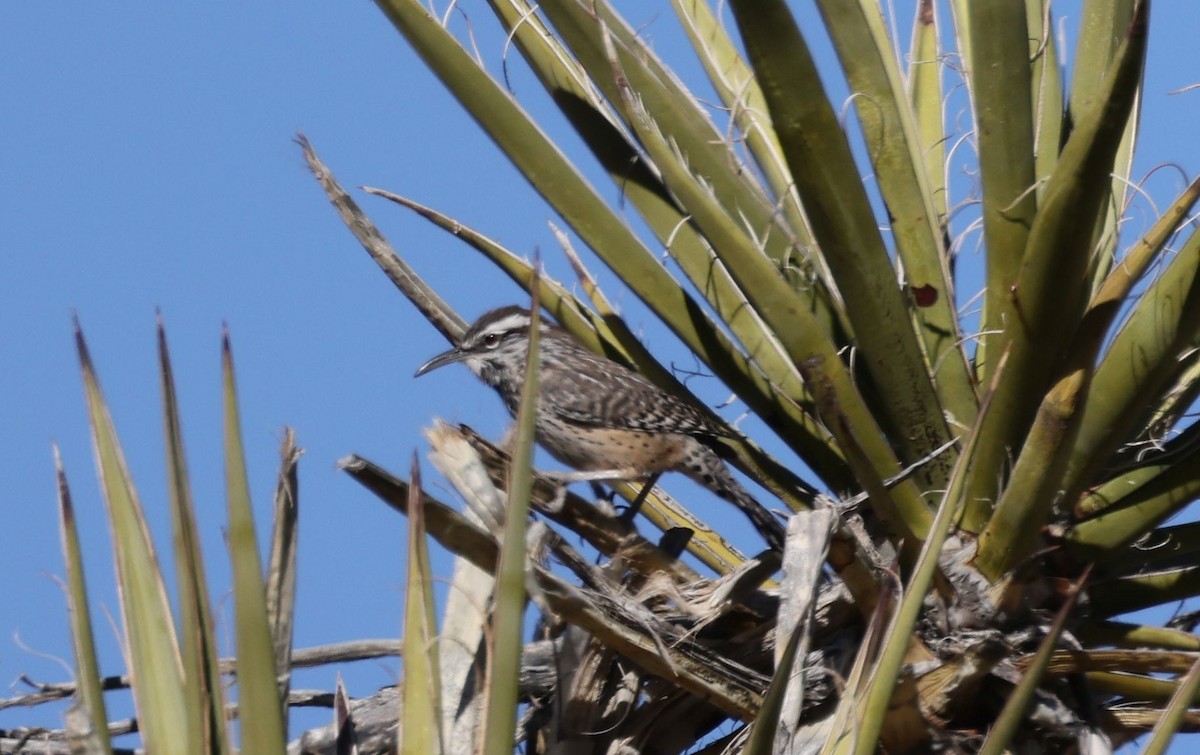 Cactus Wren - ML627159287