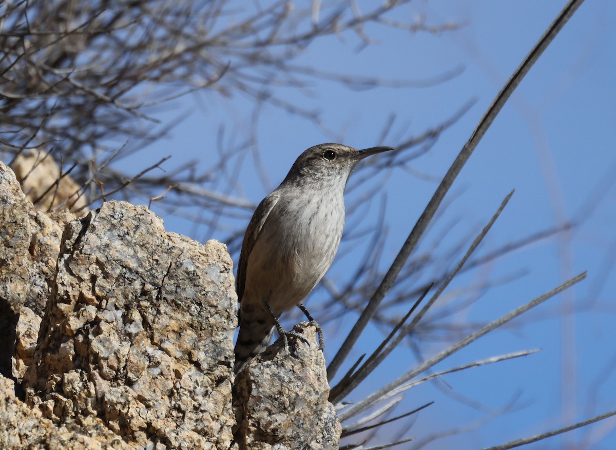 Rock Wren - ML627159297