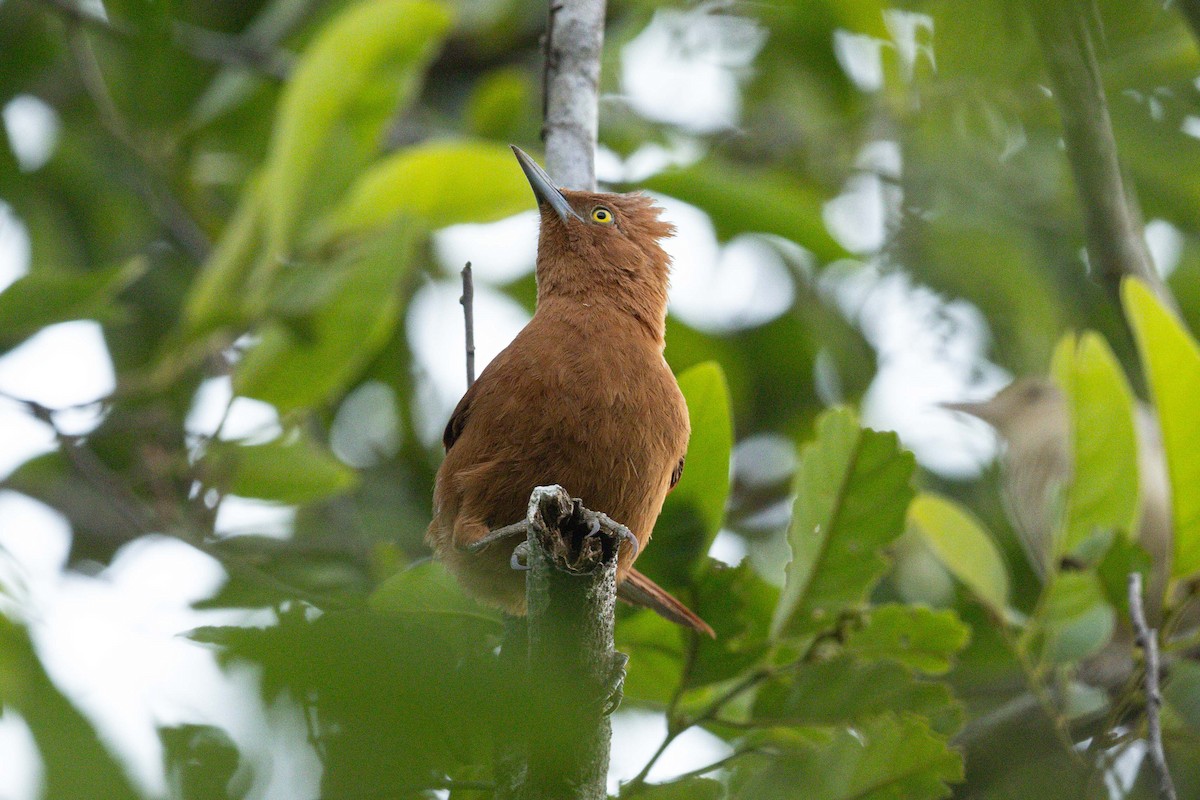 Rufous Cacholote - ML627159397