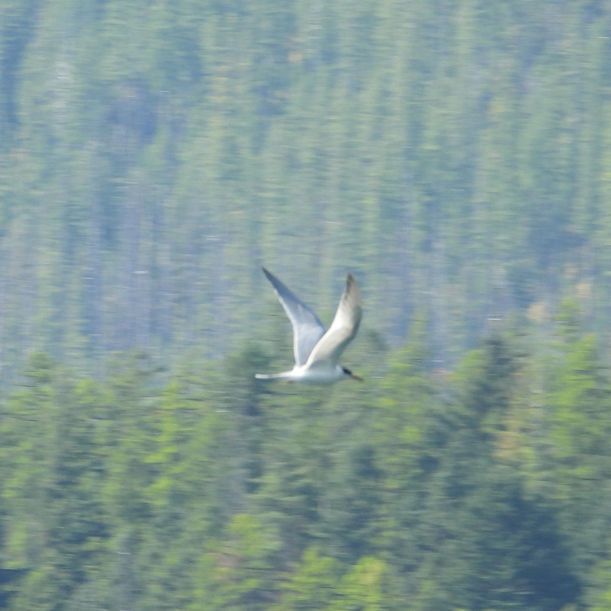 Forster's Tern - ML627159468