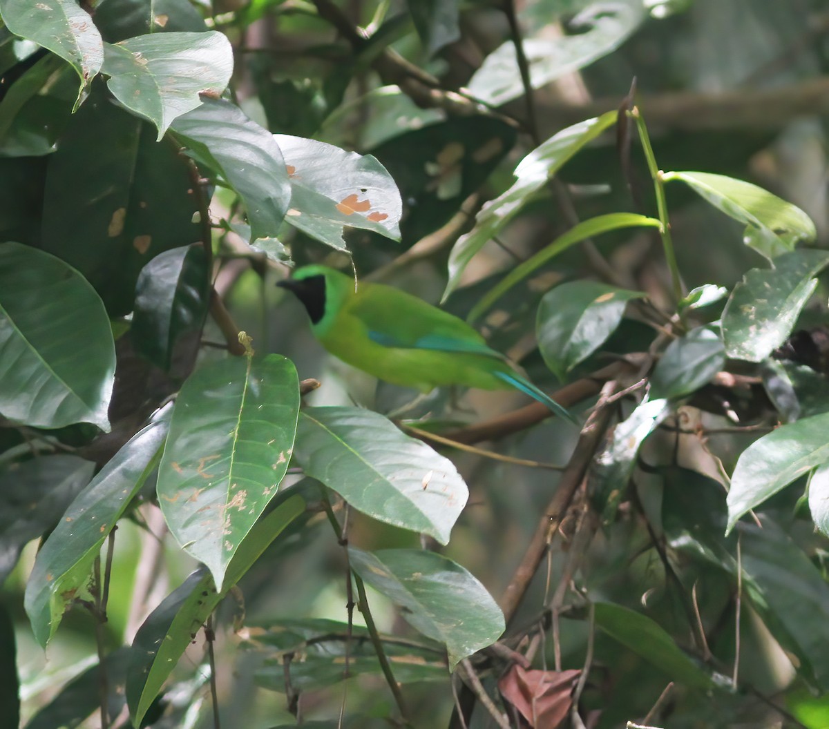 Bornean Leafbird - ML627159576