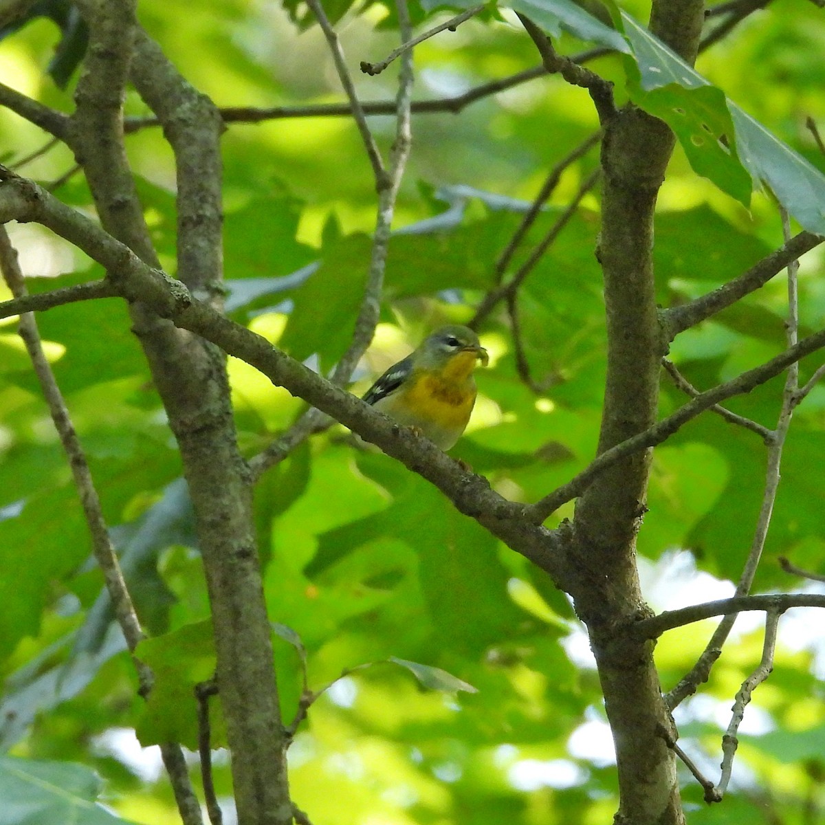 Northern Parula - ML627159715