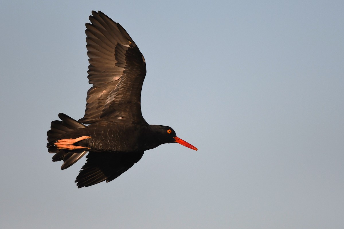 Black Oystercatcher - ML627159719