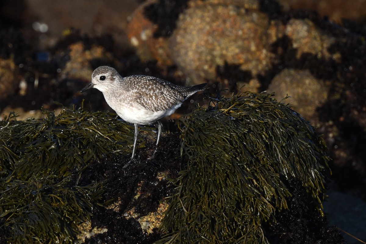 Black-bellied Plover - ML627159725